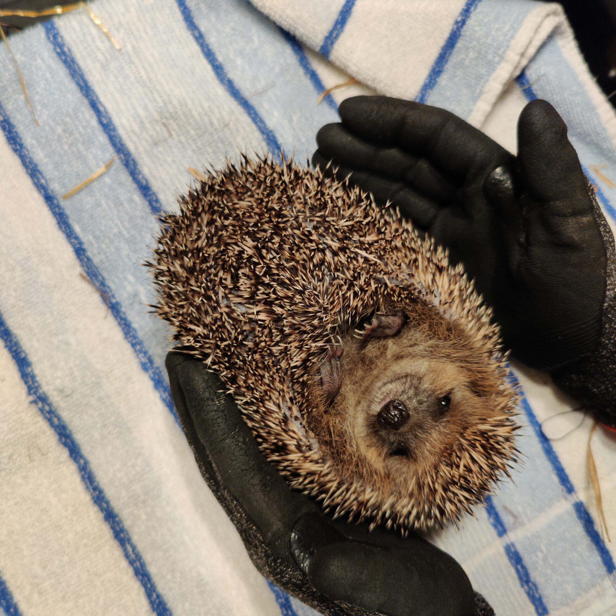 Der Igel Green